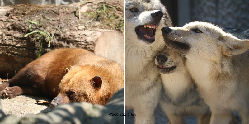 平川動物公園　九州唯一　ヤブイヌ　オオカミ